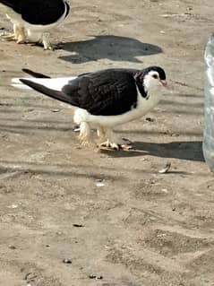 Sherazi pigeon for sale