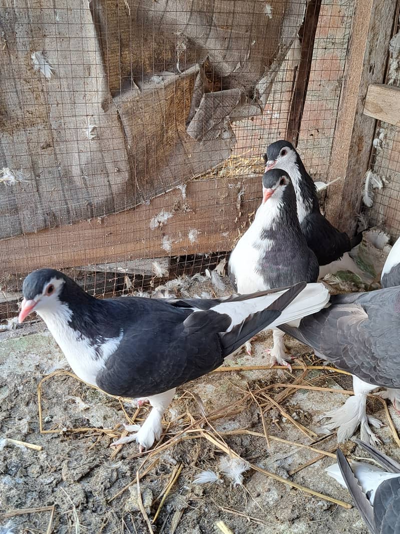 Sherazi pigeon for sale 2