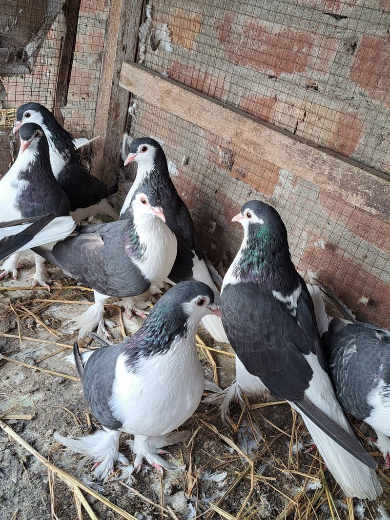 Sherazi pigeon for sale 3