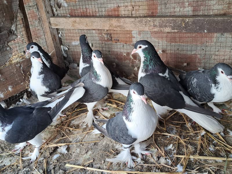 Sherazi pigeon for sale 5