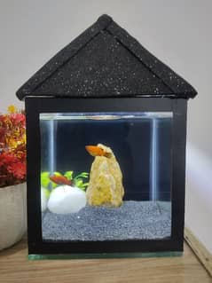 mini aquariam