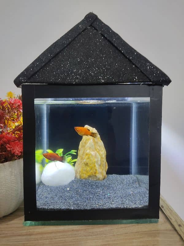 mini aquariam 0