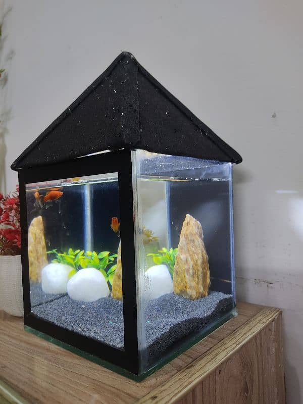 mini aquariam 1