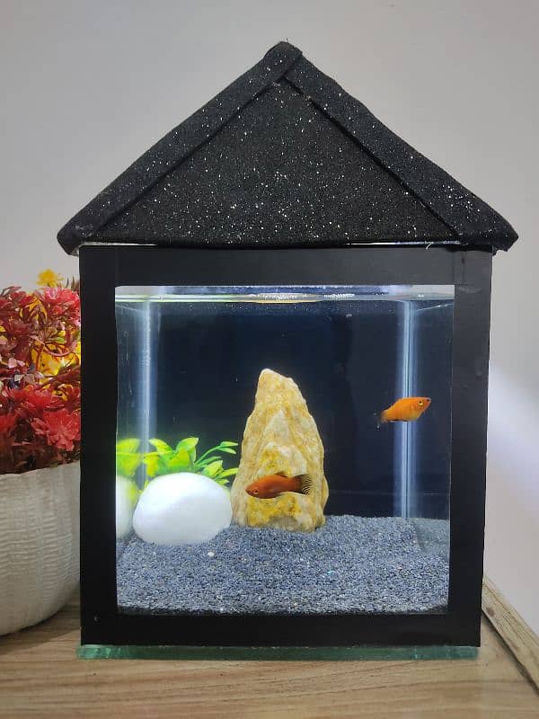 mini aquariam 2