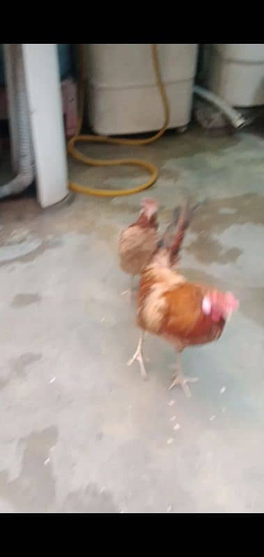 beautiful hens 2