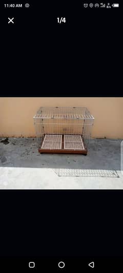 baby dogs  Cage