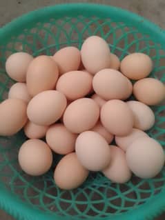 Eggs |  organic Desi Eggs | non  Ferttiles Eggs | Desi Eggs for sale