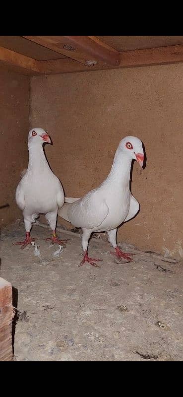 Danish Breeder Pair 0