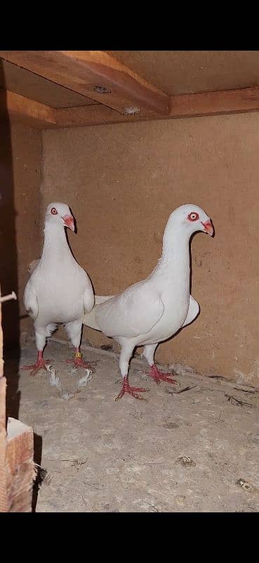 Danish Breeder Pair 2