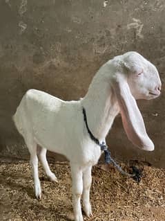 Pure Muhammad Pur Bakri