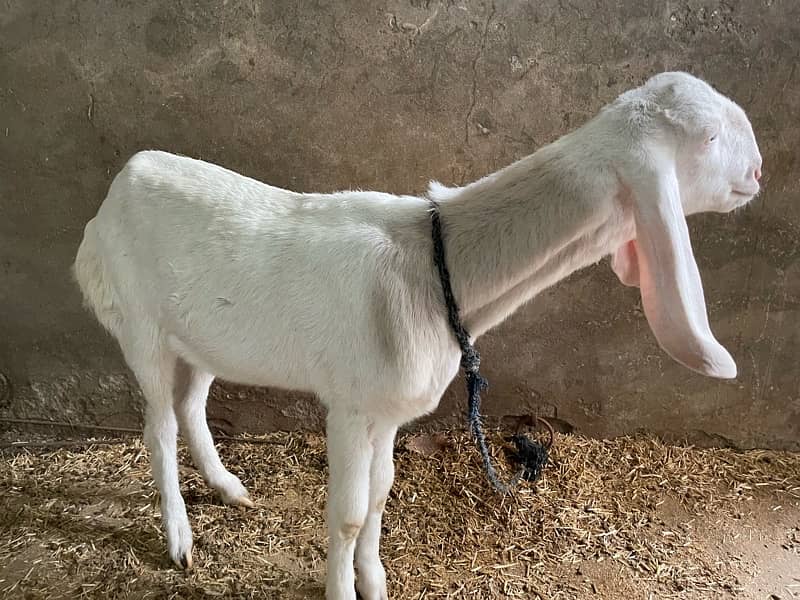 Pure Muhammad Pur Bakri 1