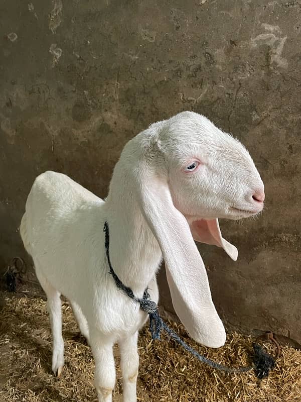 Pure Muhammad Pur Bakri 2