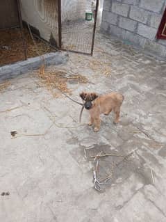 Belgian malinois shepherd II for sale II German shepherd puppy II