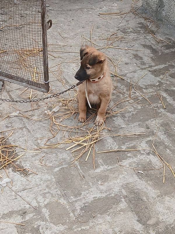 Belgian malinois shepherd II for sale II German shepherd puppy II 1