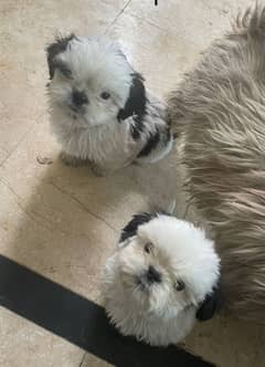 shihtzu Dogs/ Shih Tzu Male / shihtzu female /Shihtzu male female pup