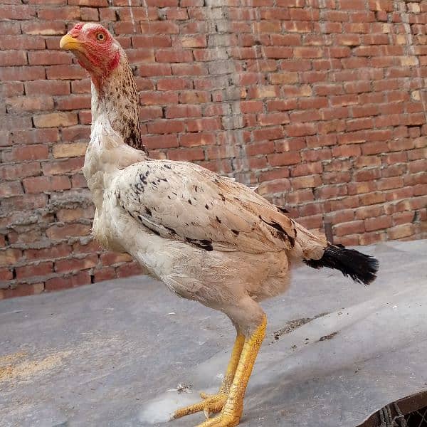 Aseel murgia (7000 dono ka) dono egg laying 03350661457 1