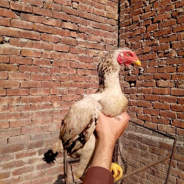 Aseel murgia (7000 dono ka) dono egg laying 03350661457 2