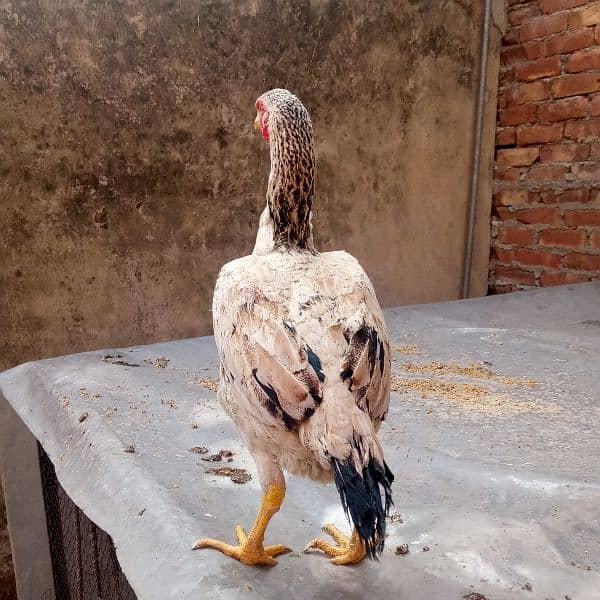 Aseel murgia (7000 dono ka) dono egg laying 03350661457 3