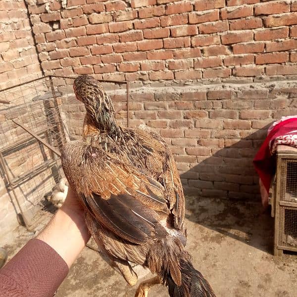 Aseel murgia (7000 dono ka) dono egg laying 03350661457 6