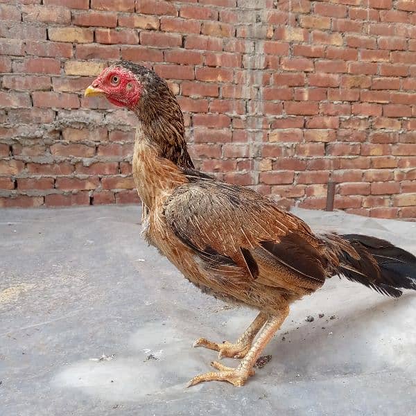 Aseel murgia (7000 dono ka) dono egg laying 03350661457 7