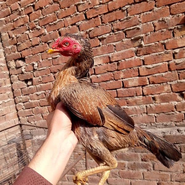 Aseel murgia (7000 dono ka) dono egg laying 03350661457 8