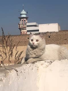 cute cat white persian