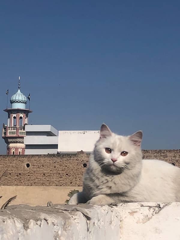 cute cat white persian 1