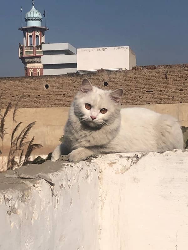 cute cat white persian 2