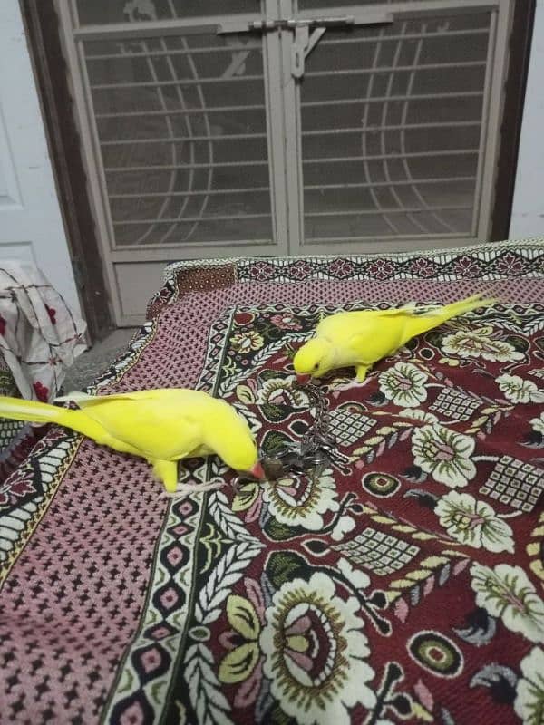 yellow parrot 0