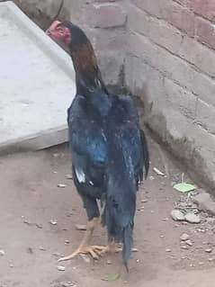 Aseel | Shamoo Aseel | High Quality Shamo | Shamoo Hens For Sale