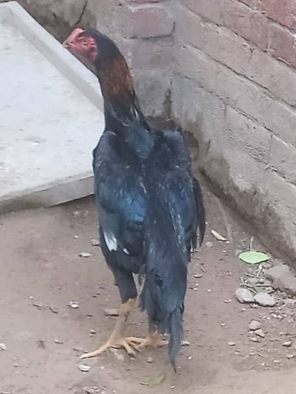 Aseel | Shamoo Aseel | High Quality Shamo | Shamoo Hens For Sale 6