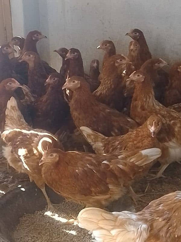 lohman brown hens 03131935103 0