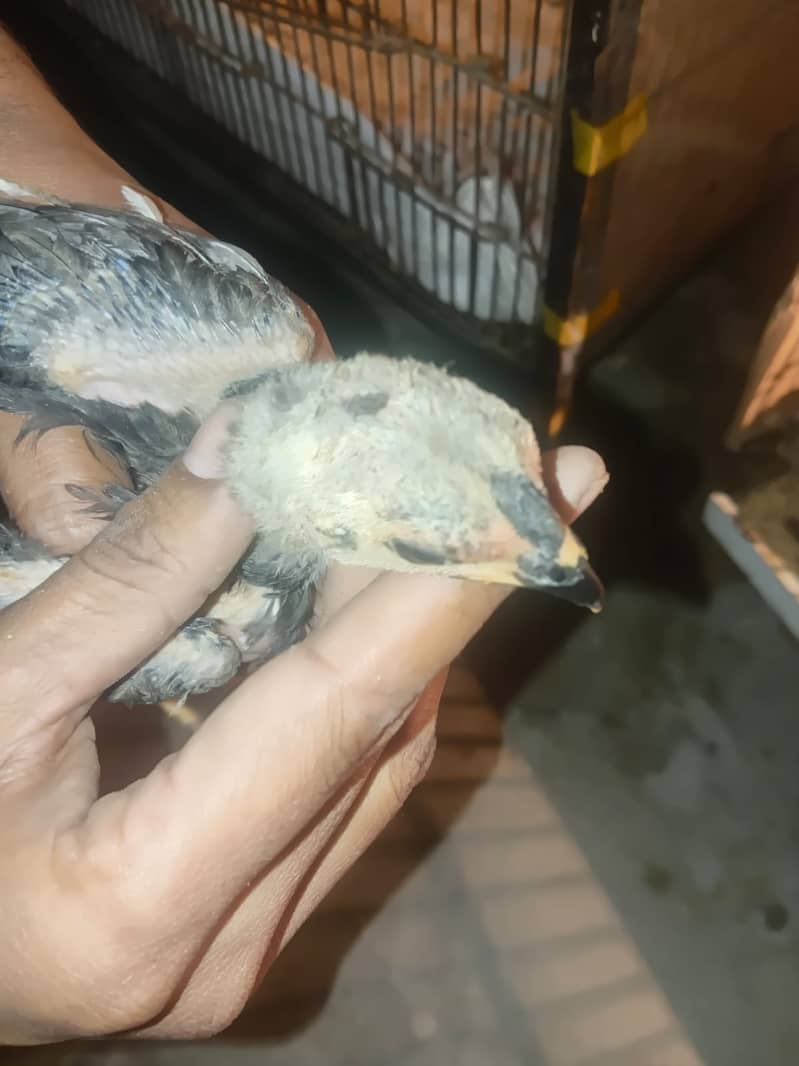 dragon thai Alseel /high quality/aseel dargon /pure thai aseel chicks 2