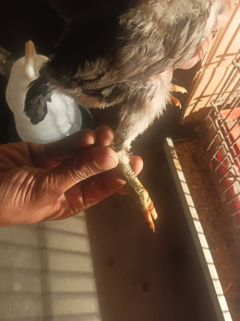 dragon thai Alseel /high quality/aseel dargon /pure thai aseel chicks 3