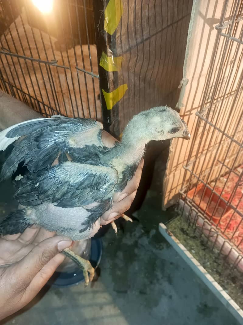 dragon thai Alseel /high quality/aseel dargon /pure thai aseel chicks 4