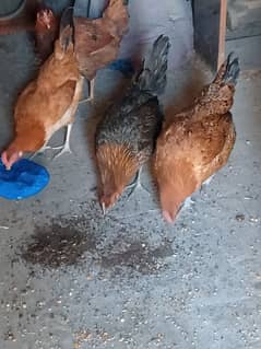 hens for sell