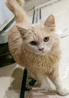 Persian cat single cott