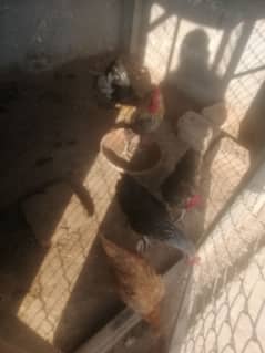 golden misri egg laying hens 3 female