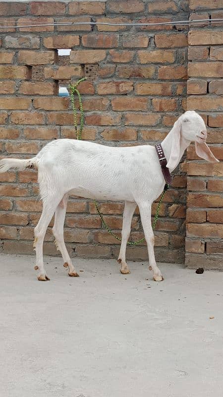 rajinpuri goat with 6 month baby 0