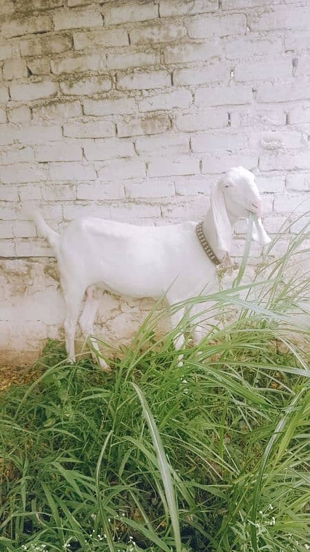 rajinpuri goat with 6 month baby 3