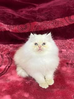 persian cats and kittens for sale wtsapp (0307/710/92/69)