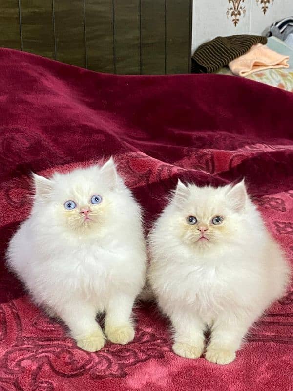 persian cats and kittens for sale wtsapp (0307/710/92/69) 1