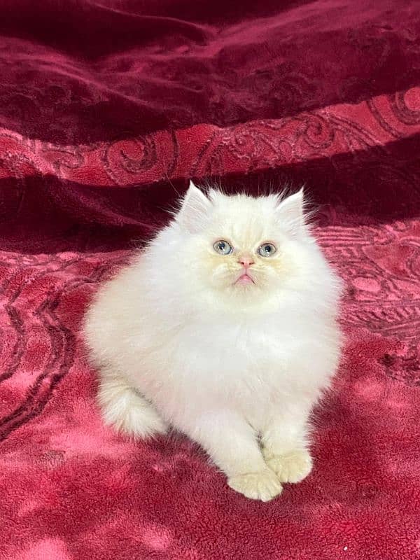 persian cats and kittens for sale wtsapp (0307/710/92/69) 2