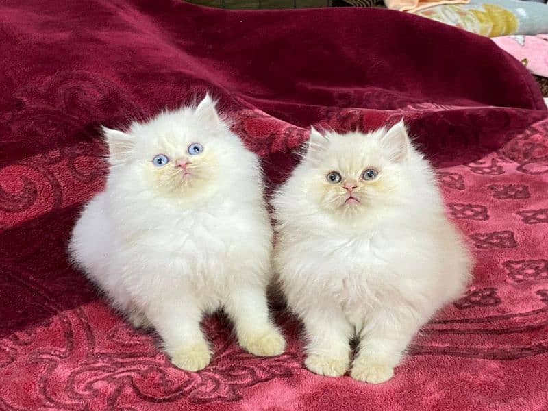 persian cats and kittens for sale wtsapp (0307/710/92/69) 3