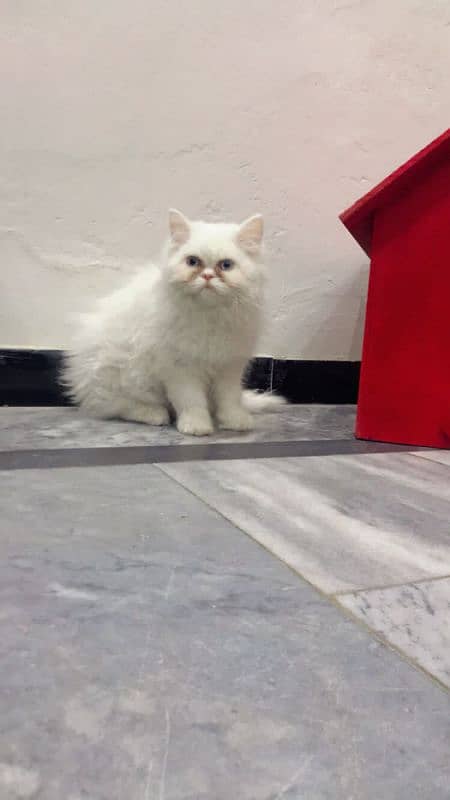 persian cats and kittens for sale wtsapp (0307/710/92/69) 4