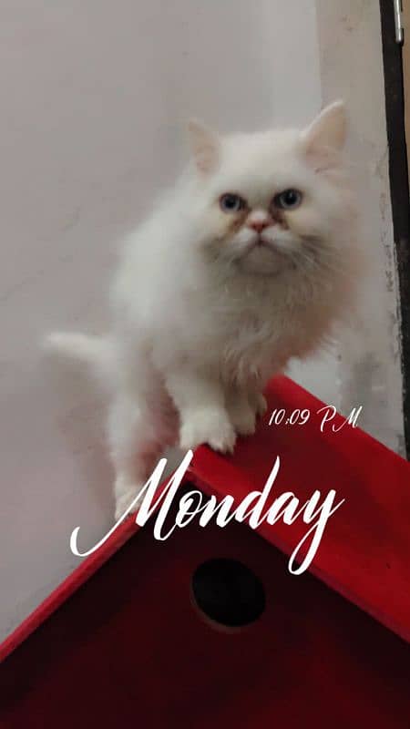 persian cats and kittens for sale wtsapp (0307/710/92/69) 5