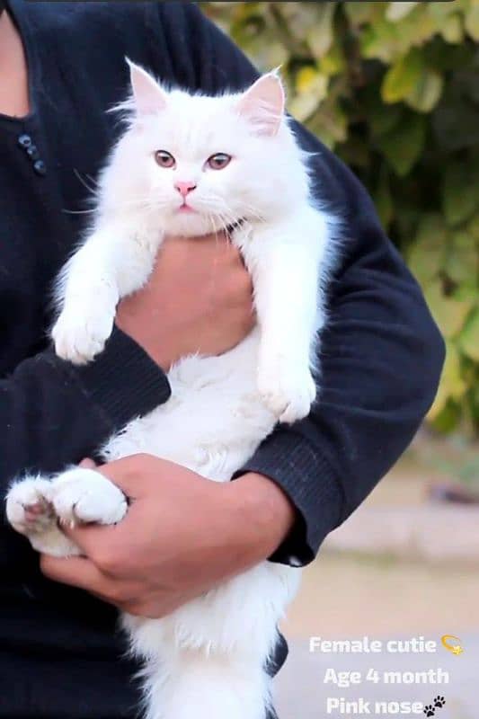 persian cats and kittens for sale wtsapp (0307/710/92/69) 8