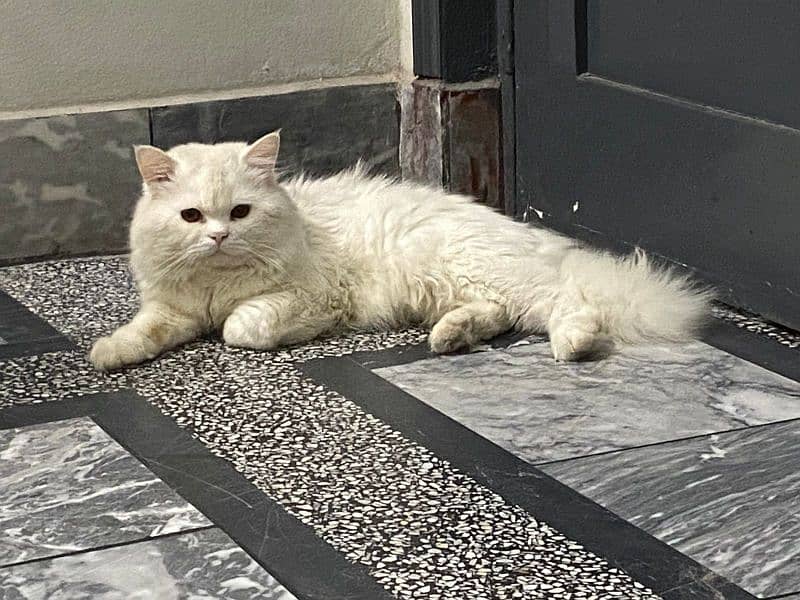 persian cats and kittens for sale wtsapp (0307/710/92/69) 9