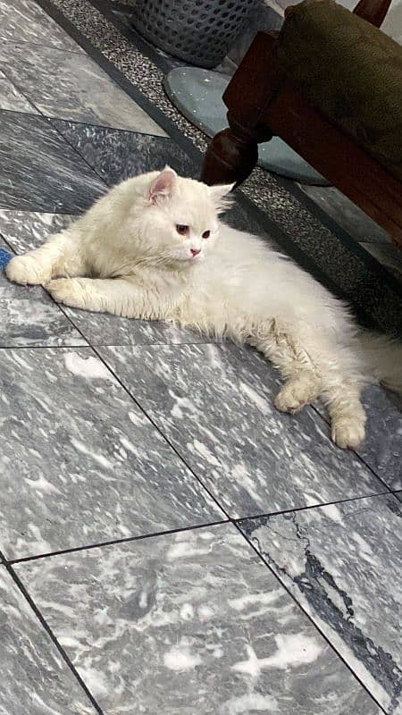 persian cats and kittens for sale wtsapp (0307/710/92/69) 10