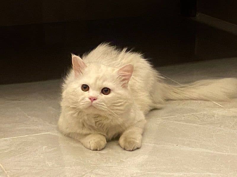 persian cats and kittens for sale wtsapp (0307/710/92/69) 11